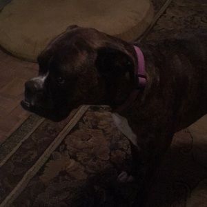 Meet your Posher, Audrey